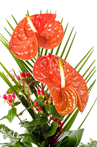 Beautiful red anturio flowers — Stock Photo, Image