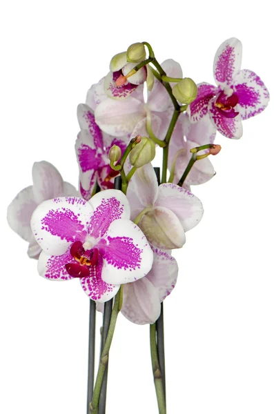 Flor de orquídea púrpura — Foto de Stock