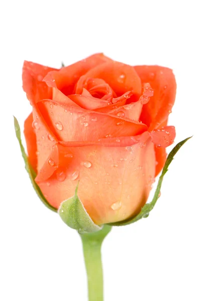 Красива помаранчева квітка троянди — стокове фото