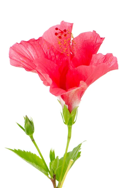 Belle fleur d'hibiscus rose — Photo