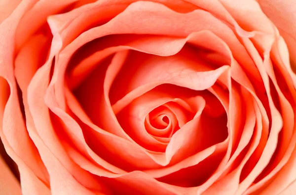 Orange rose flower — Stock Photo, Image
