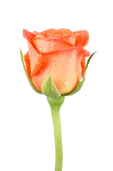 Помаранчеві троянди квітка — стокове фото