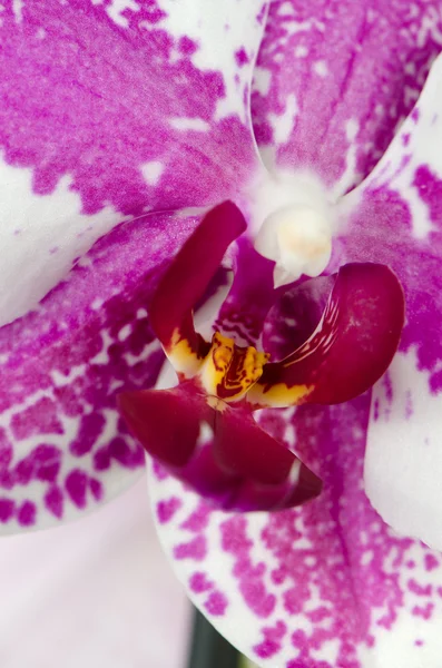 Pink orkidé blomma — Stockfoto