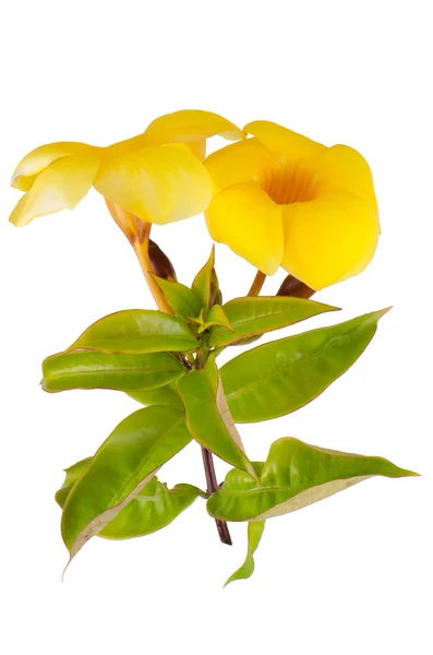 Floração amarela Mandevilla — Fotografia de Stock
