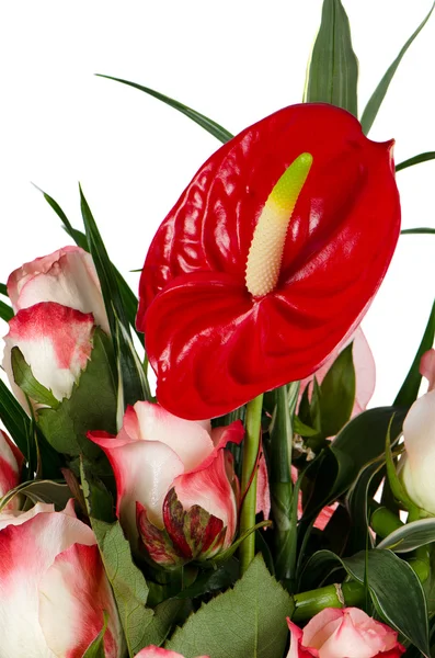 Belles fleurs anturio rouge — Photo