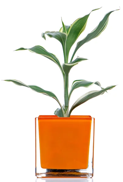 Pokojová rostlina — Stock fotografie