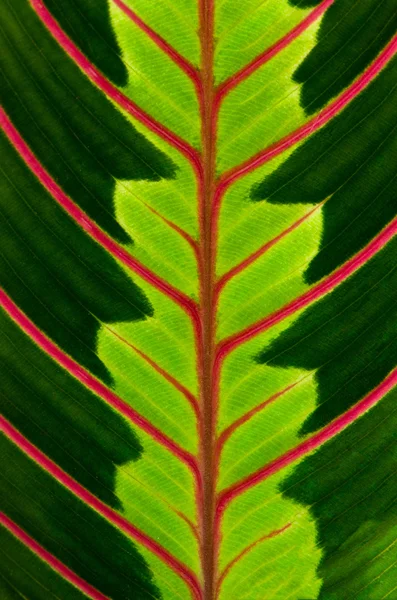 绿叶与红色的血管 — 图库照片