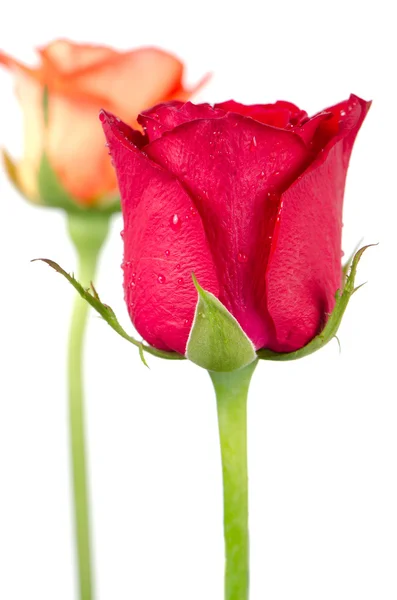 Flores de rosa — Foto de Stock