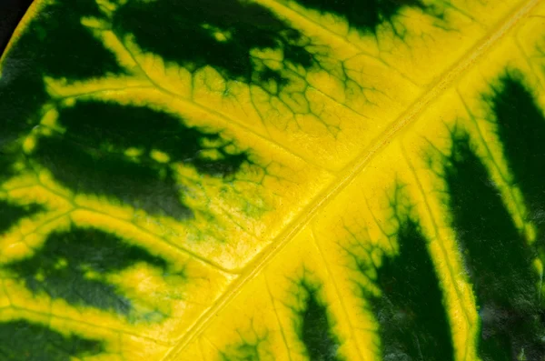 Green leaf with yellow veins — Stock Photo, Image