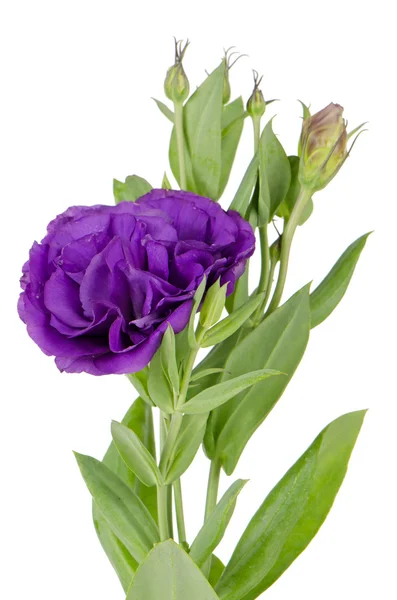 美丽的紫色花朵 — 图库照片