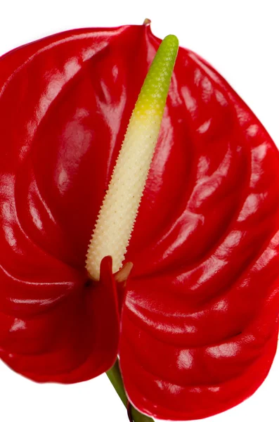 Hermoso detalle rojo flor anturio — Foto de Stock
