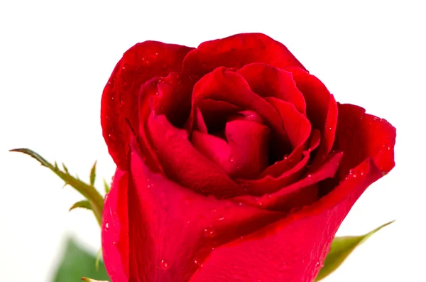 Красива Червона троянда — стокове фото