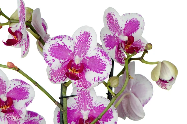 Flori de orhidee violet — Fotografie, imagine de stoc