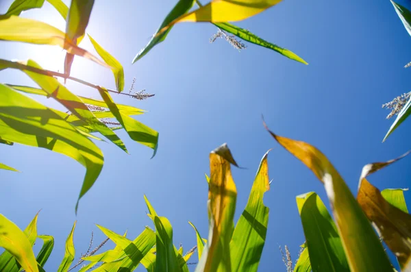 Kukorica szára — Stock Fotó