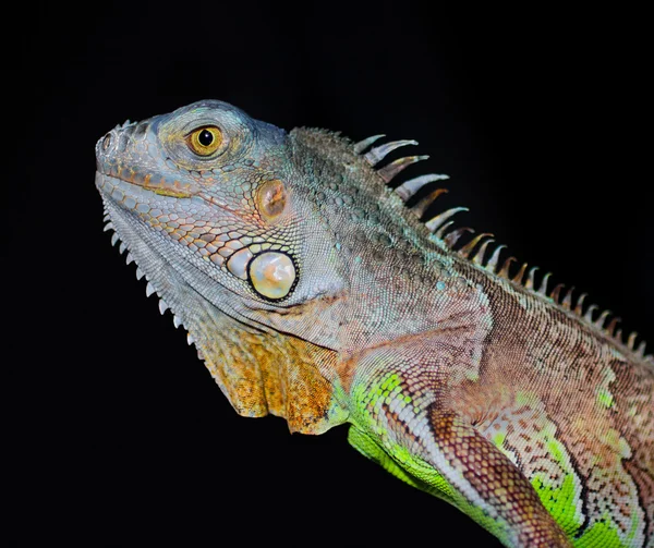 Iguana close-up — Fotografia de Stock