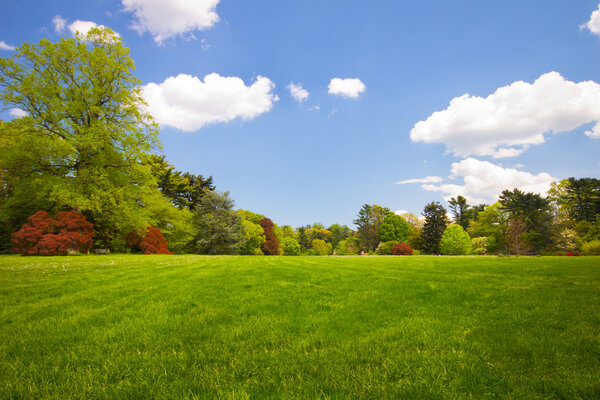 A green lawn with colorful treeline
