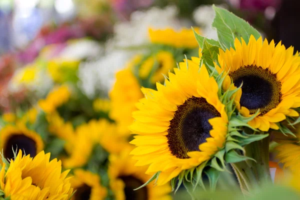 Stock image Pretty Sunflowers