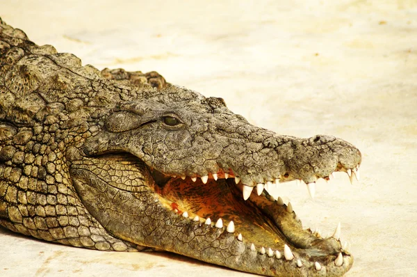 Um crocodilo está sempre alerta. — Fotografia de Stock