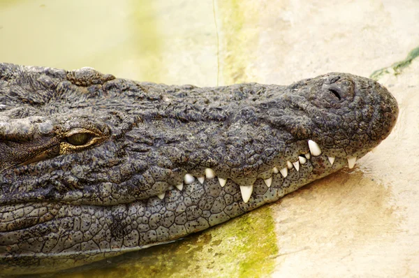 Крокодил всегда начеку. — стоковое фото
