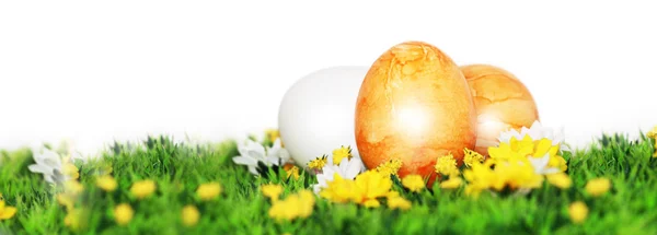 Яйца в траве на воде — стоковое фото