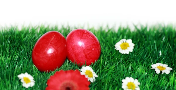 Rode eieren op een bloem weide — Stockfoto