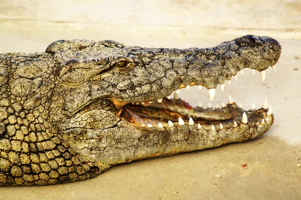 Aligátor ukazuje zuby — Stock fotografie