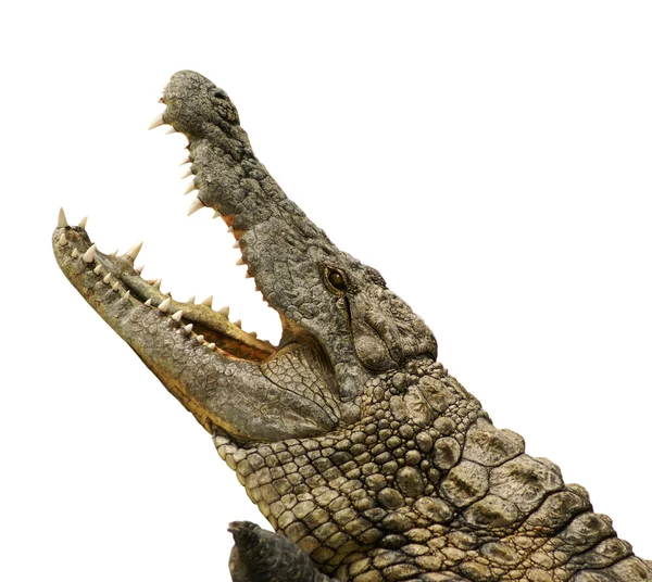 Alligator isolé — Photo