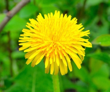 Yellow dandelion clipart