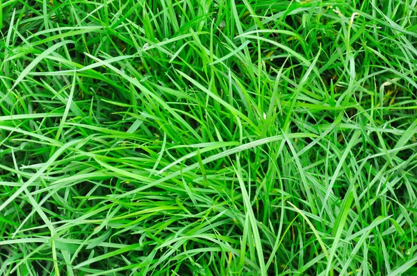 Čerstvý jarní pole trávy (pšenice tráva) — Stock fotografie