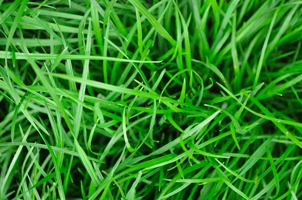 Hierba fresca del campo de primavera (hierba de trigo ) —  Fotos de Stock