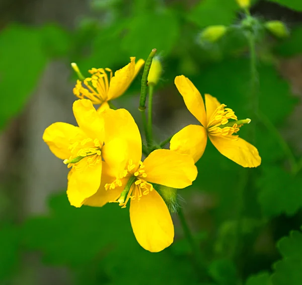 Flor celandina — Fotografia de Stock