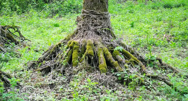 Старые корни деревьев — стоковое фото