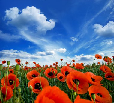 Poppies blooming clipart