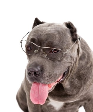 köpek doğurmak cane corso