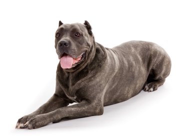 köpek doğurmak cane corso