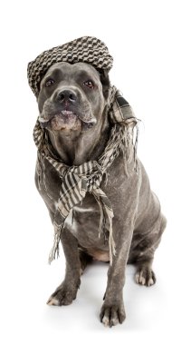 köpek doğurmak cane corso