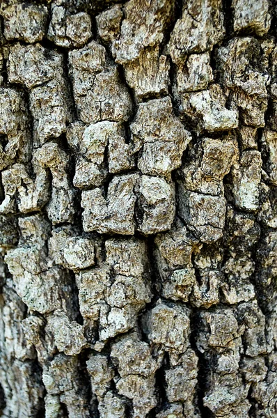 Υφή του φλοιού ενός δέντρου — Φωτογραφία Αρχείου