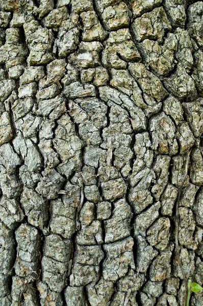 Textura de la corteza de un árbol — Foto de Stock