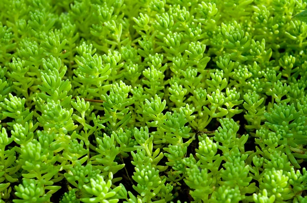 stock image Sedum, moss shoots close-up