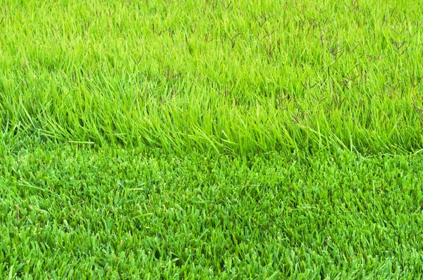 Okraje zdobené a přerostlé trávy — Stock fotografie