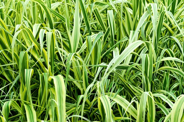 Hög prydnads gräs — Stockfoto