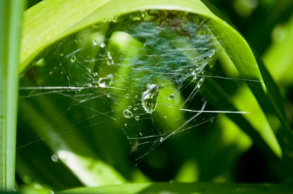 stock image Dew drops on the web