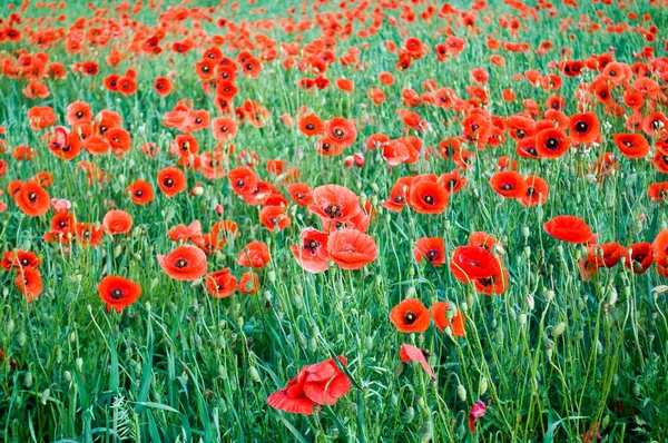 Poppies blooming — Stock Photo, Image