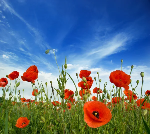 Poppies blooming — Stock Photo, Image