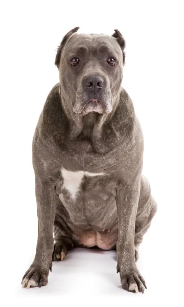 Dog breed "Cane Corso" — Stock Photo, Image
