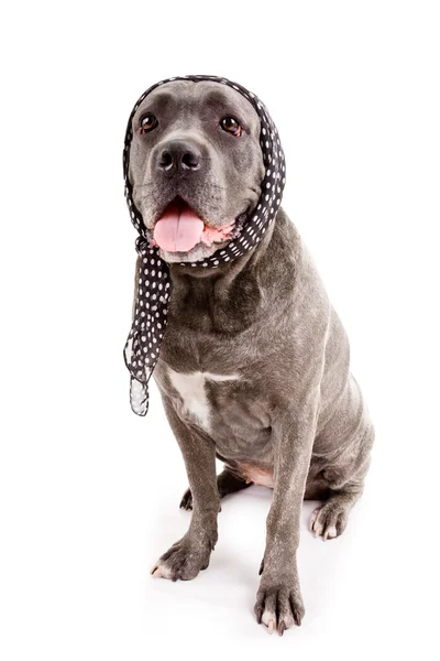 Dog breed "Cane Corso" — Stock Photo, Image