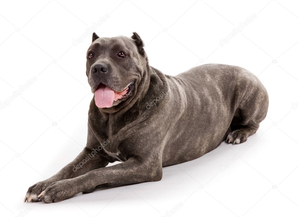 Chien De Race Cane Corso Photographie Sergieiev 6309758