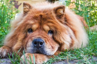 köpek doğurmak uyumak portresi