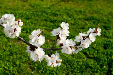 Flowering cherry trees in spring clipart