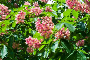 Pink flowers decorative chestnut clipart